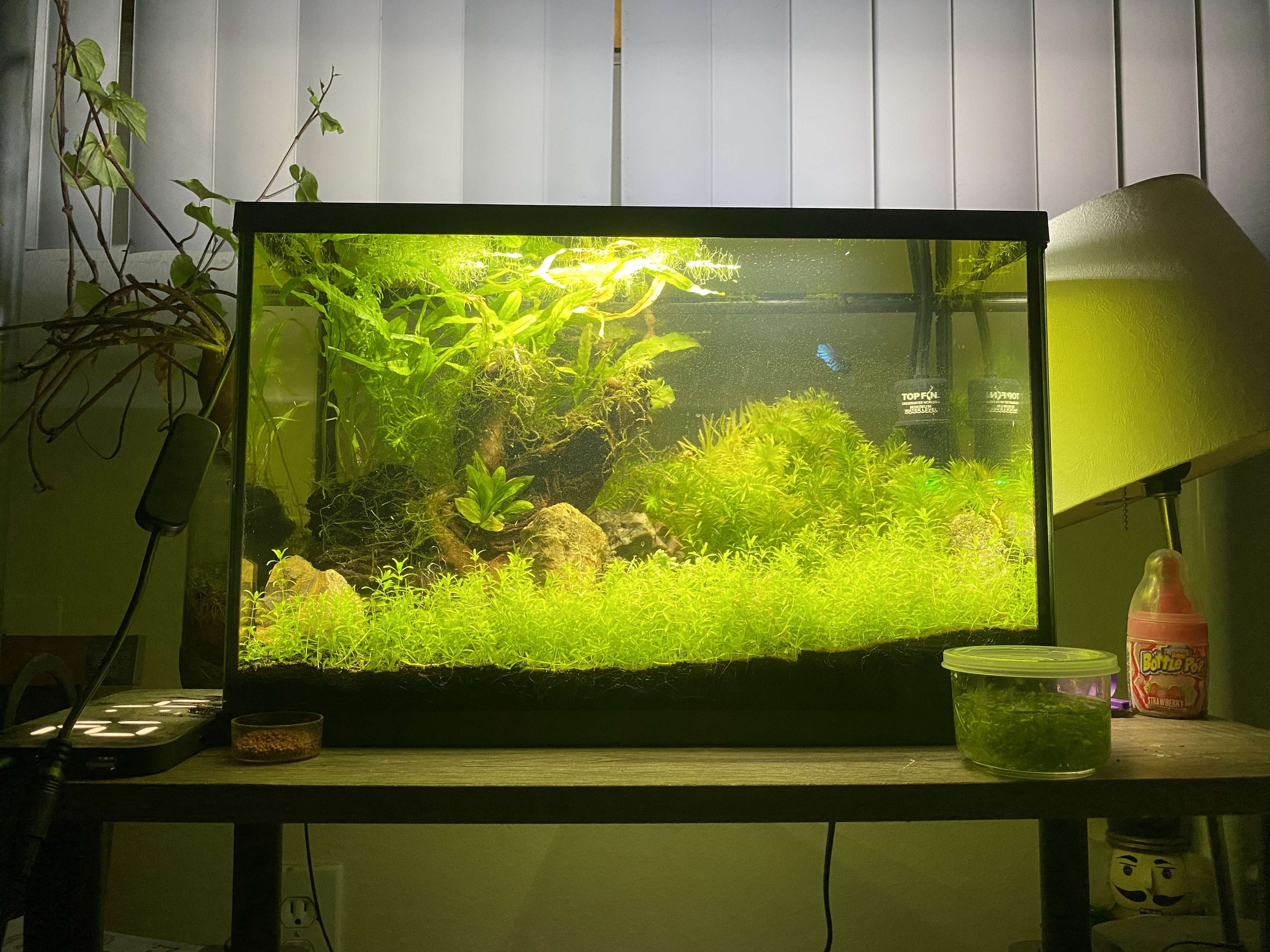 Aquascape