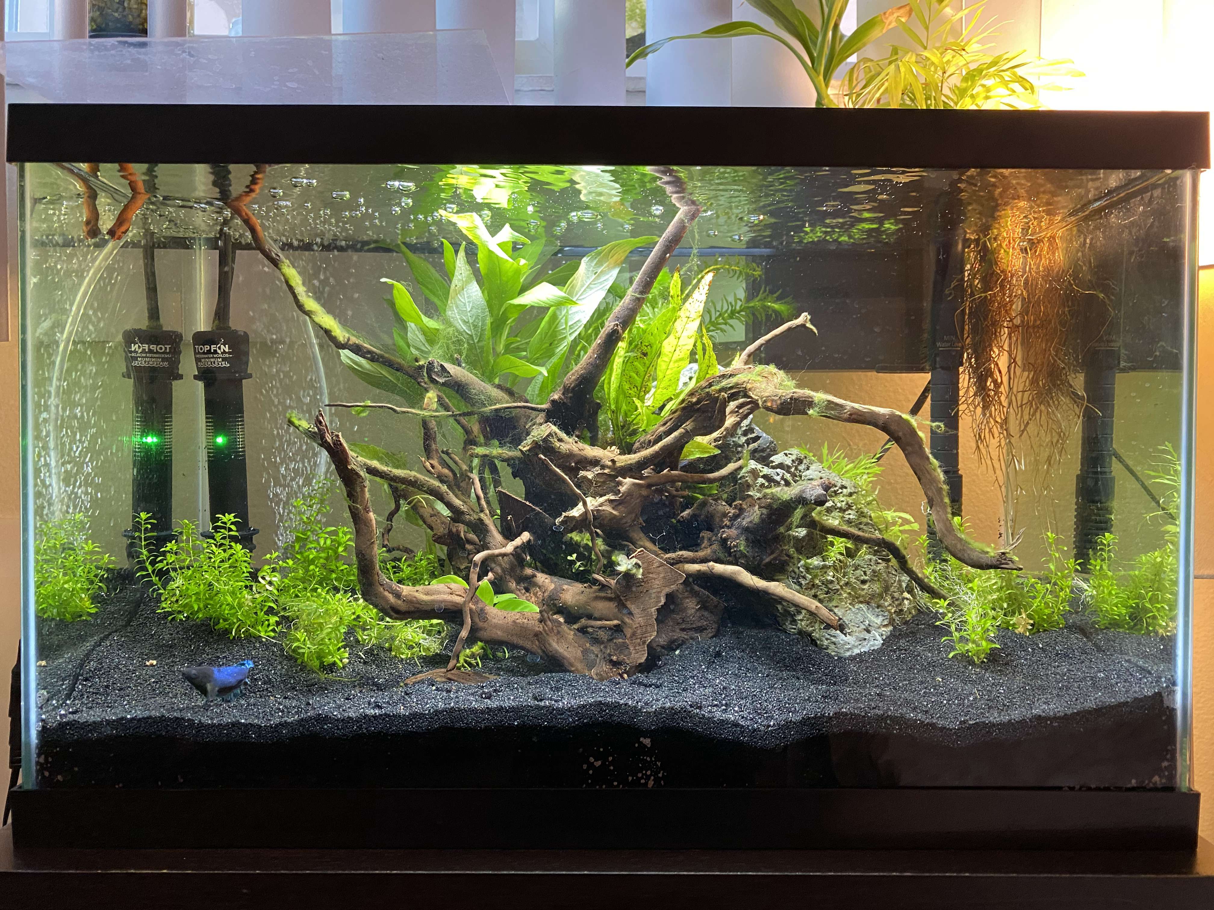 Aquascape