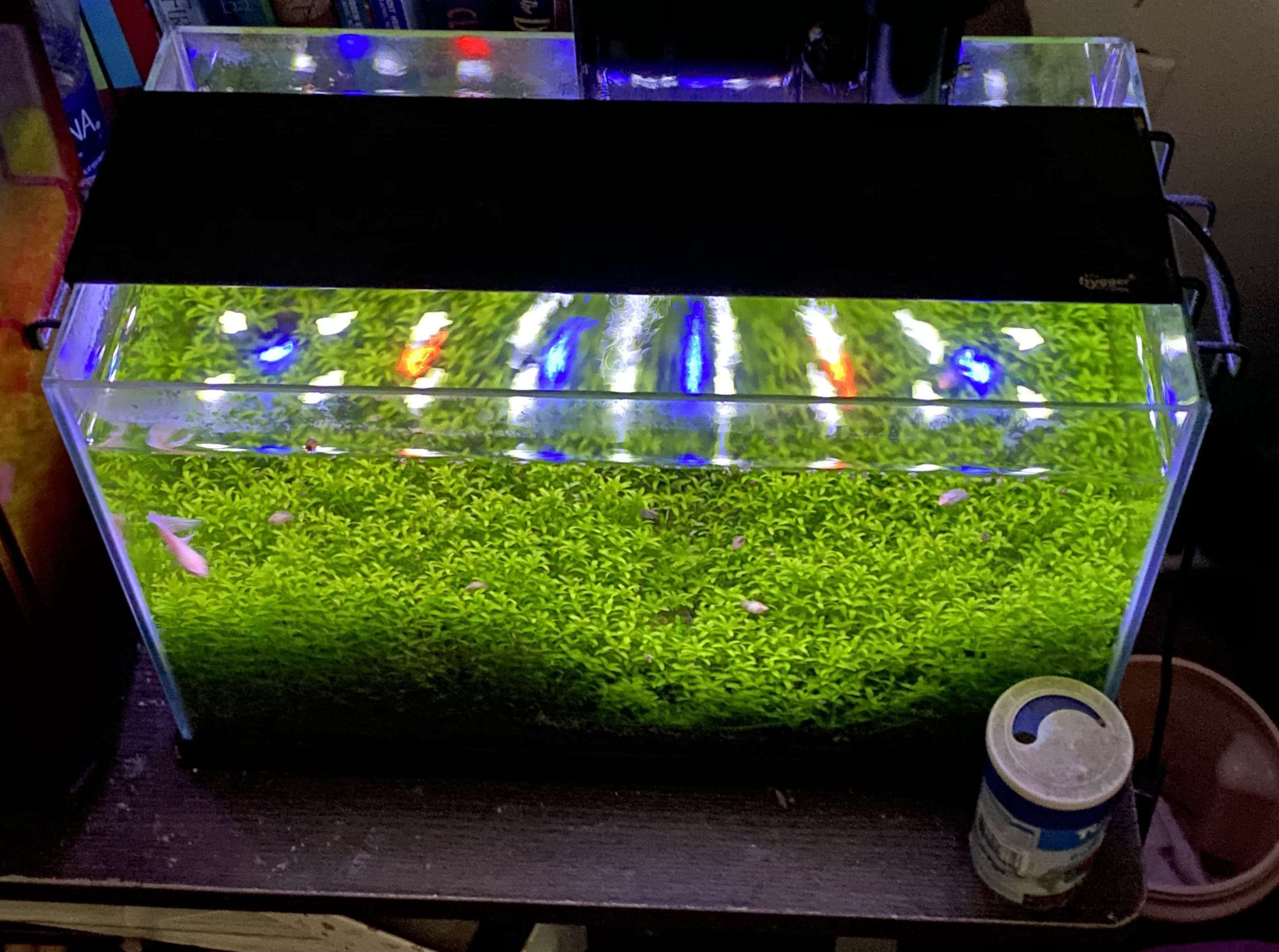 Aquascape