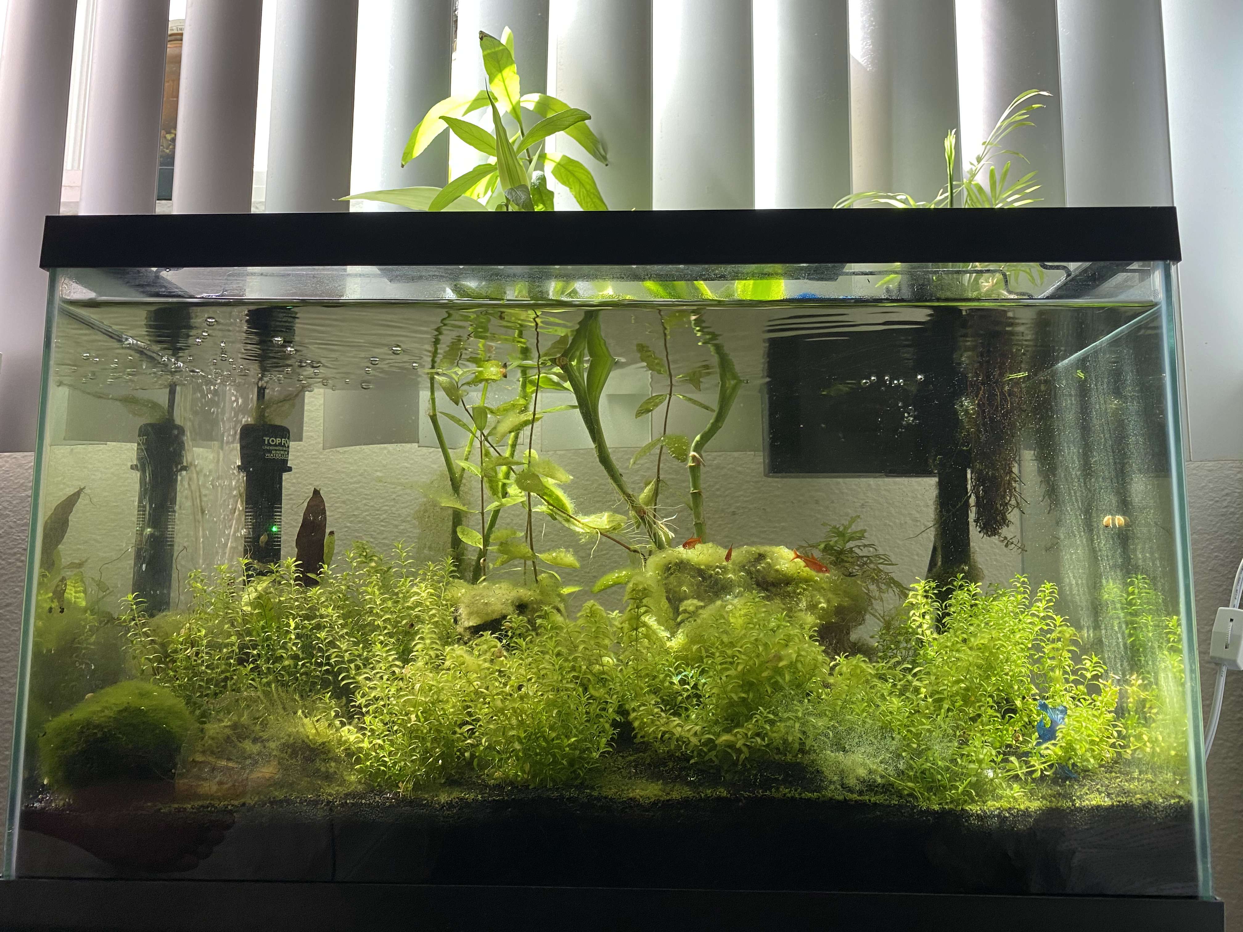 Aquascape