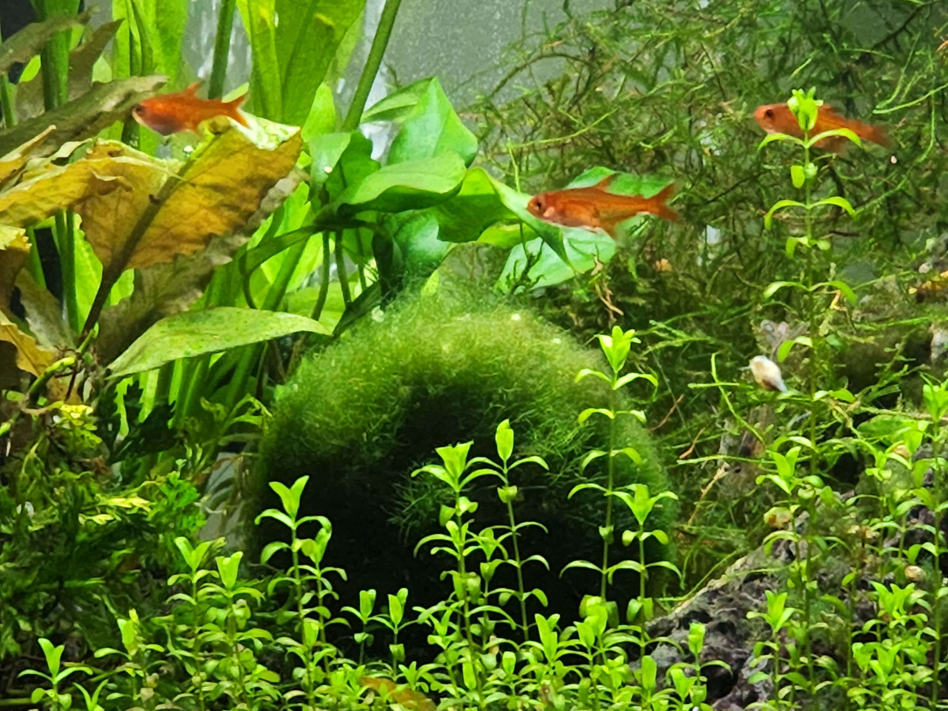 Aquascape