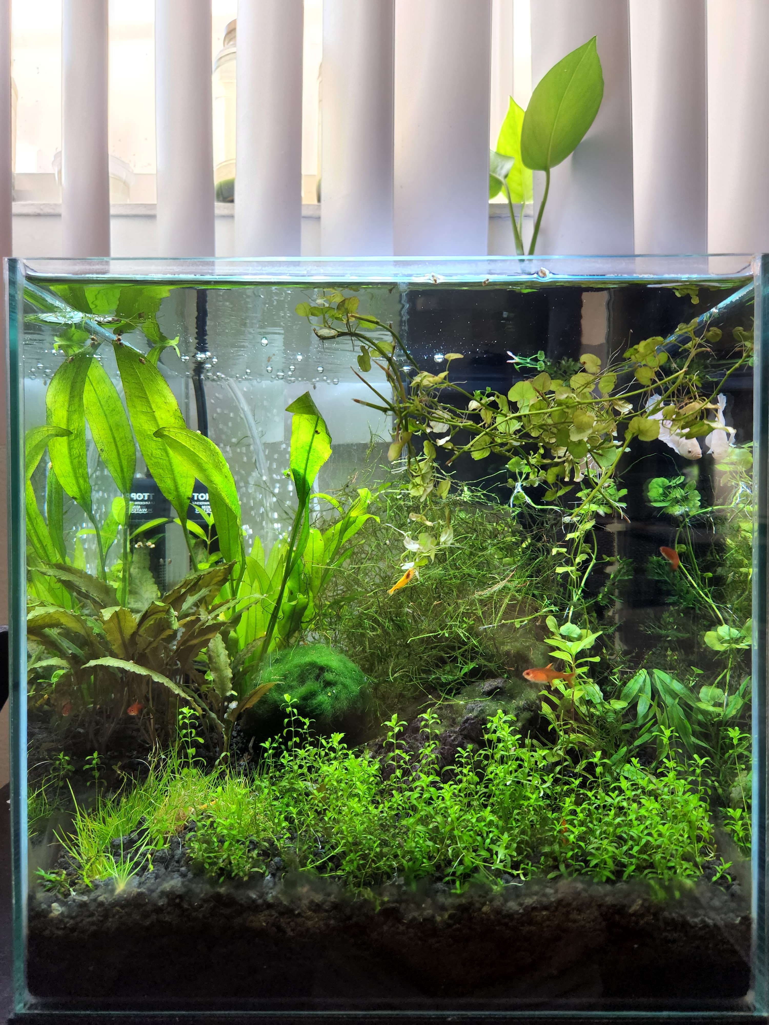Aquascape
